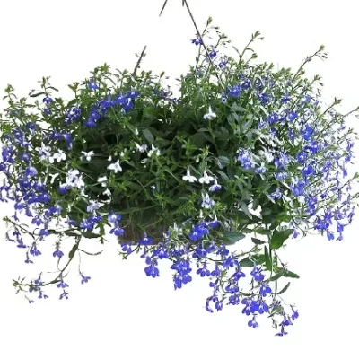 лобелия подвесная