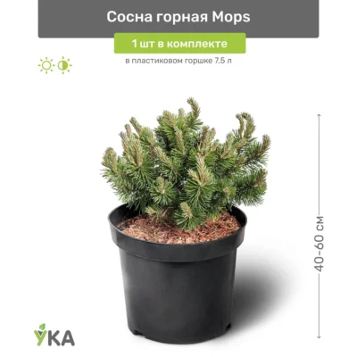 сосна мопс