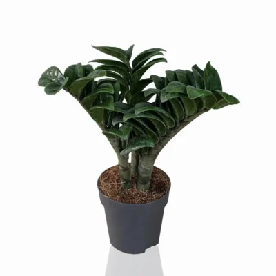 замиокулькас зензи
